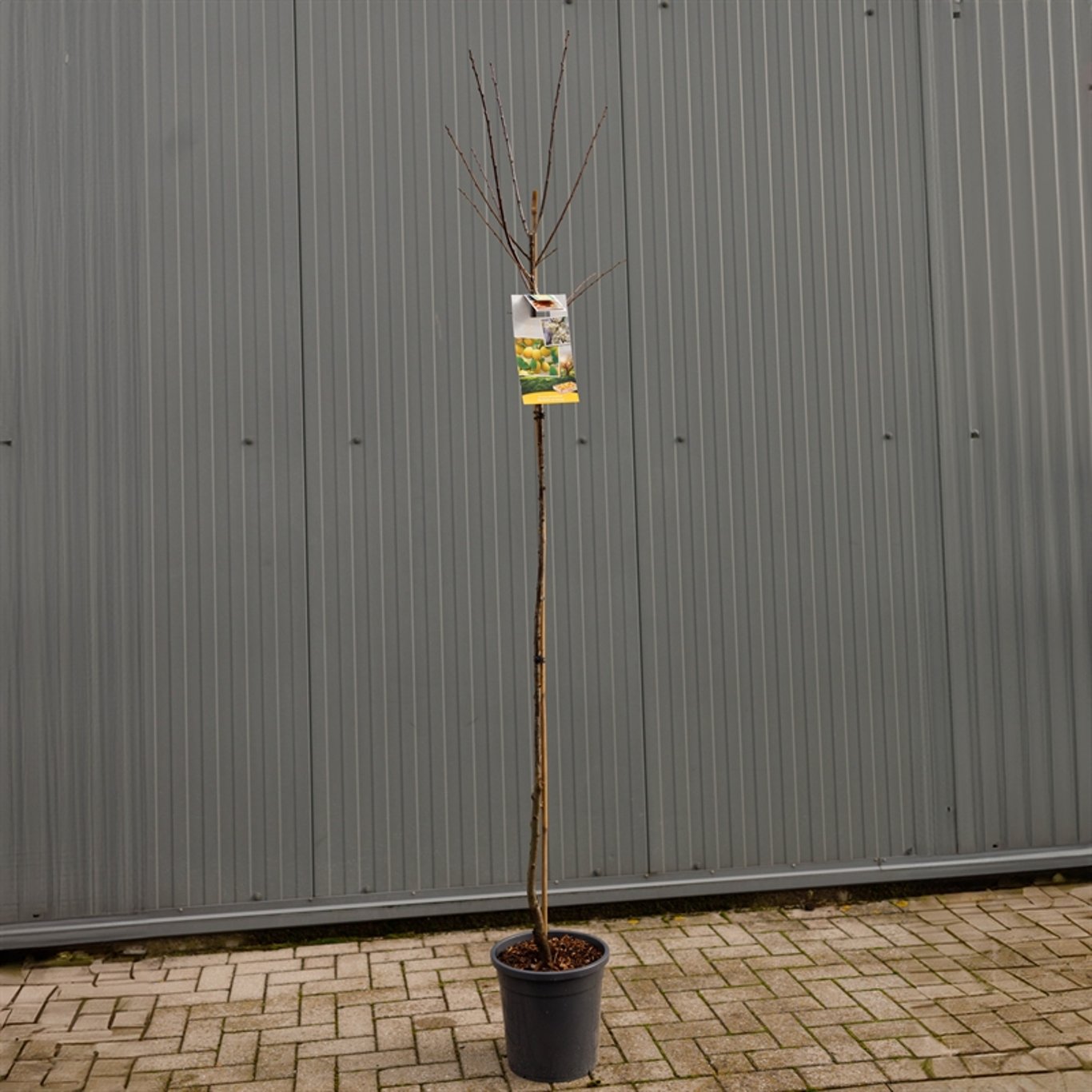 Prunus d. 'Mirabelle de Nancy' - C12 250-275 CM Hoogstam